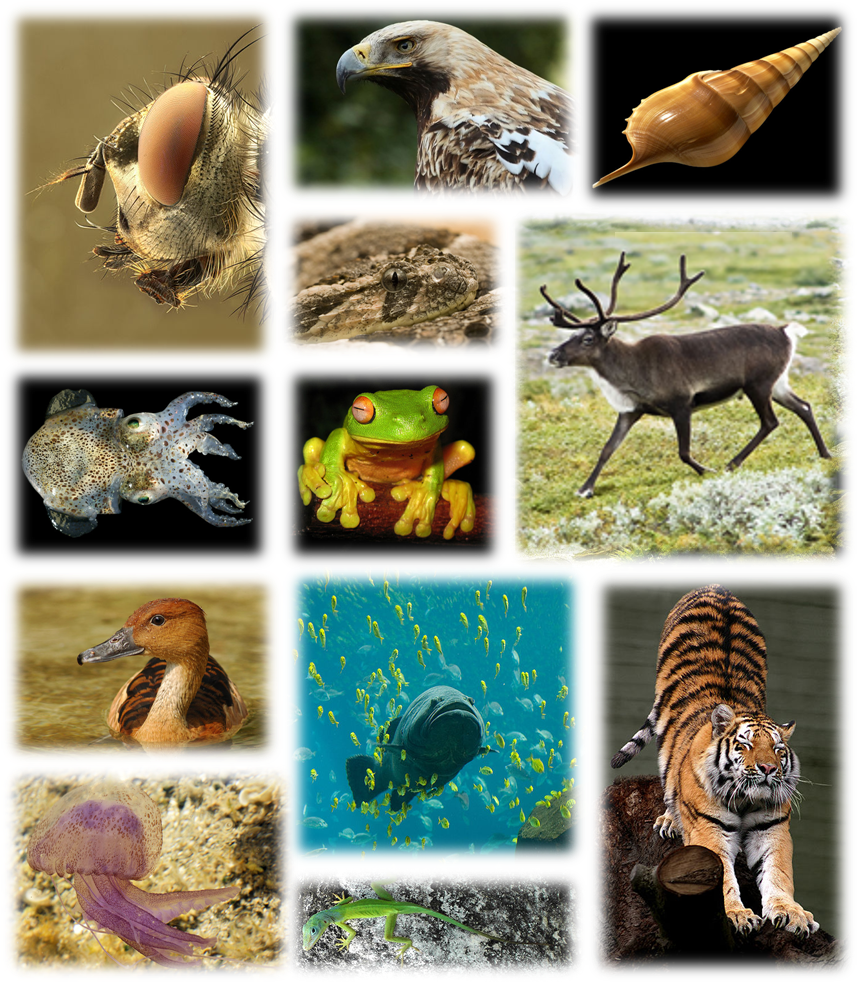 global-biodiversity-wikipedia